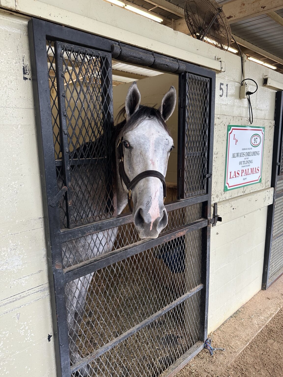Front view of the Always Dreaming colt in his sale stall