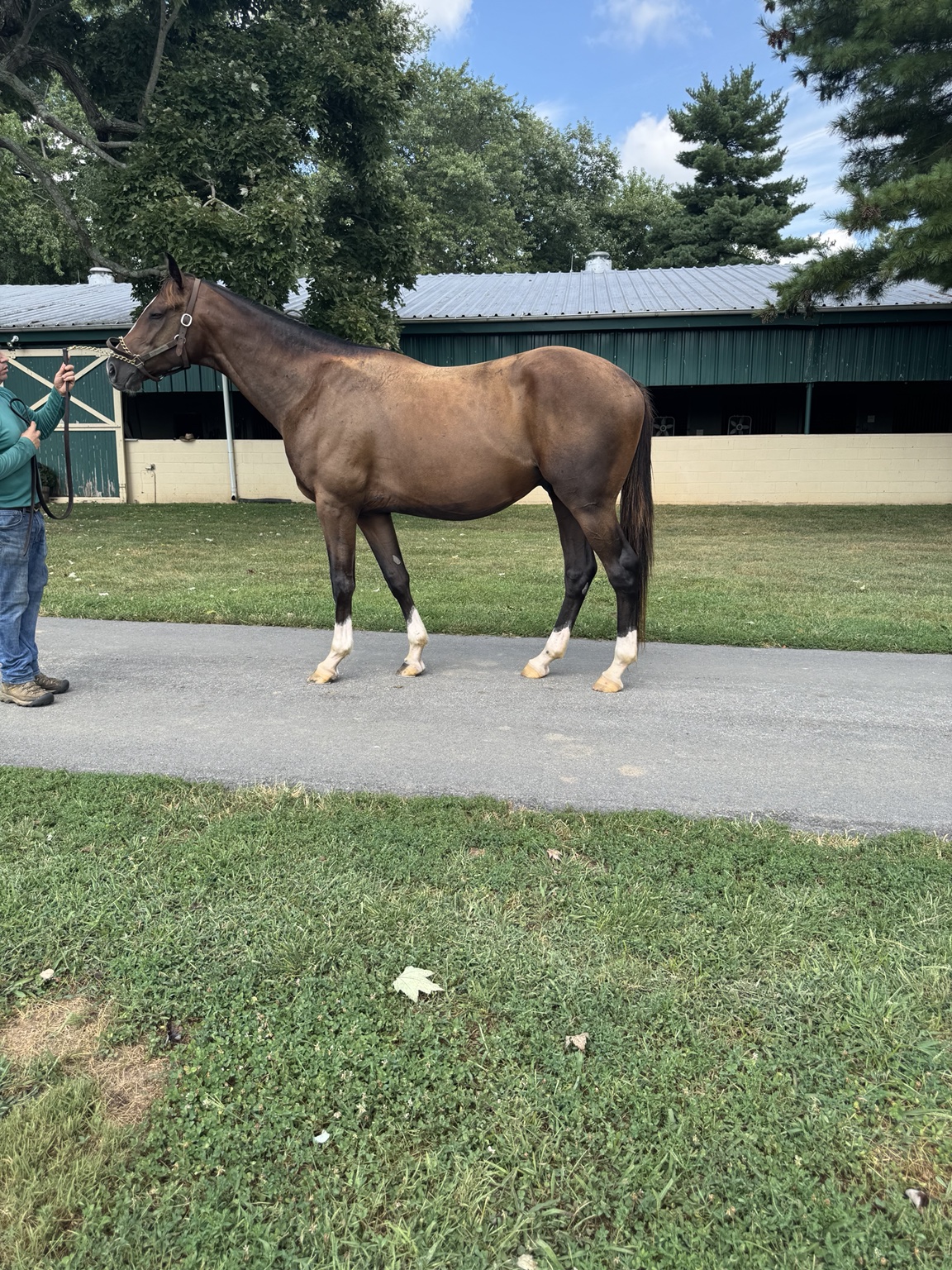 Bernie White Socks standing in conformation and showing his four white socks