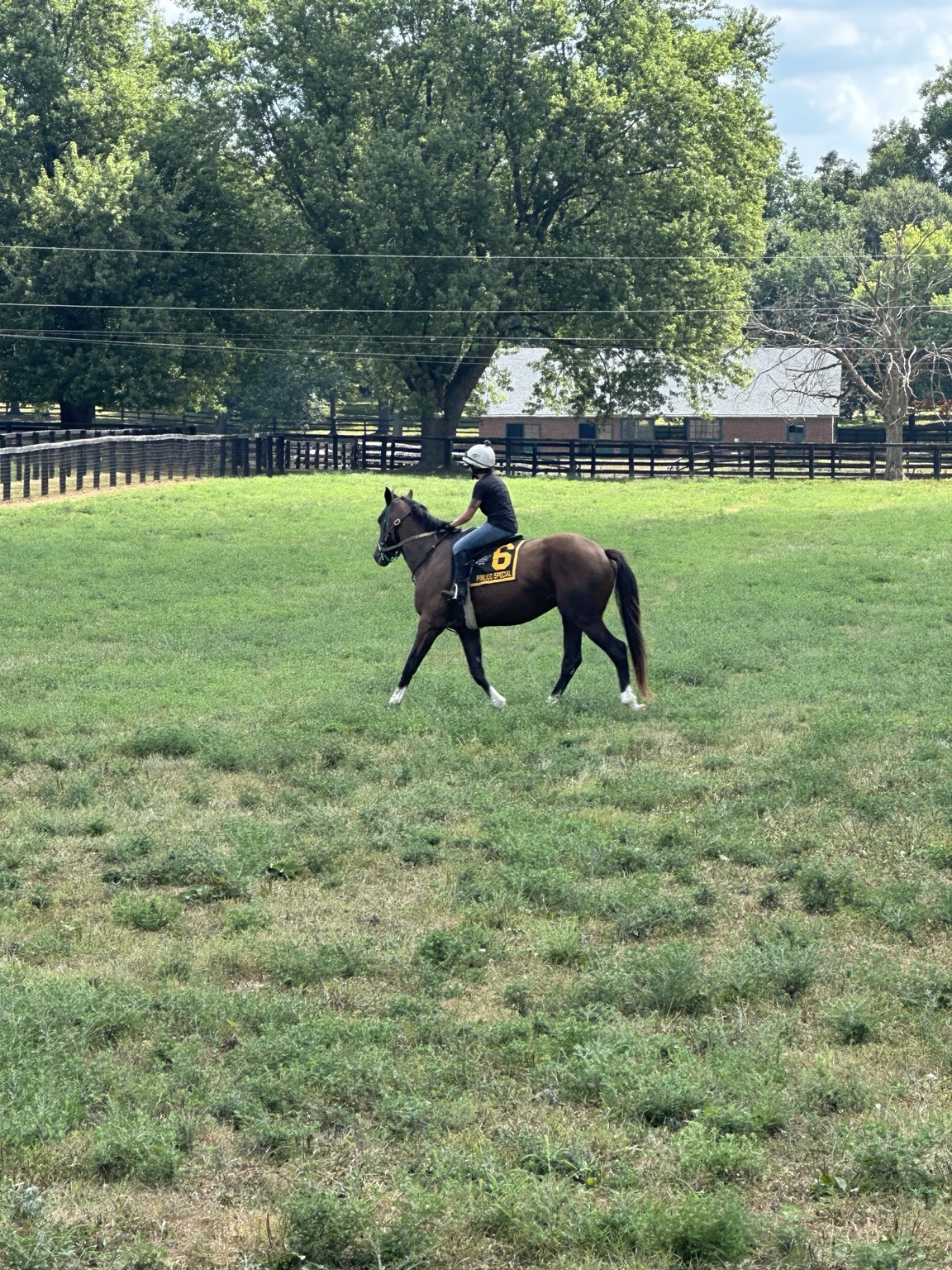Bernie White Socks walking quietly under saddle in a pasture