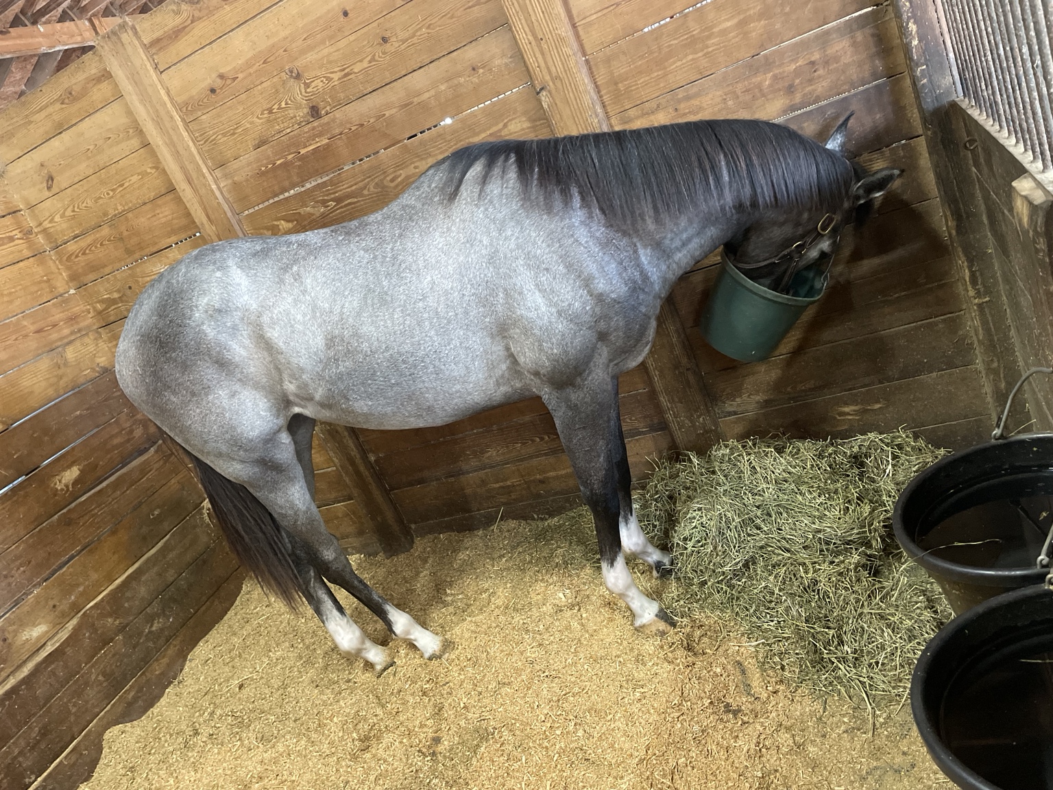 Hope Continually relaxing in her stall after training