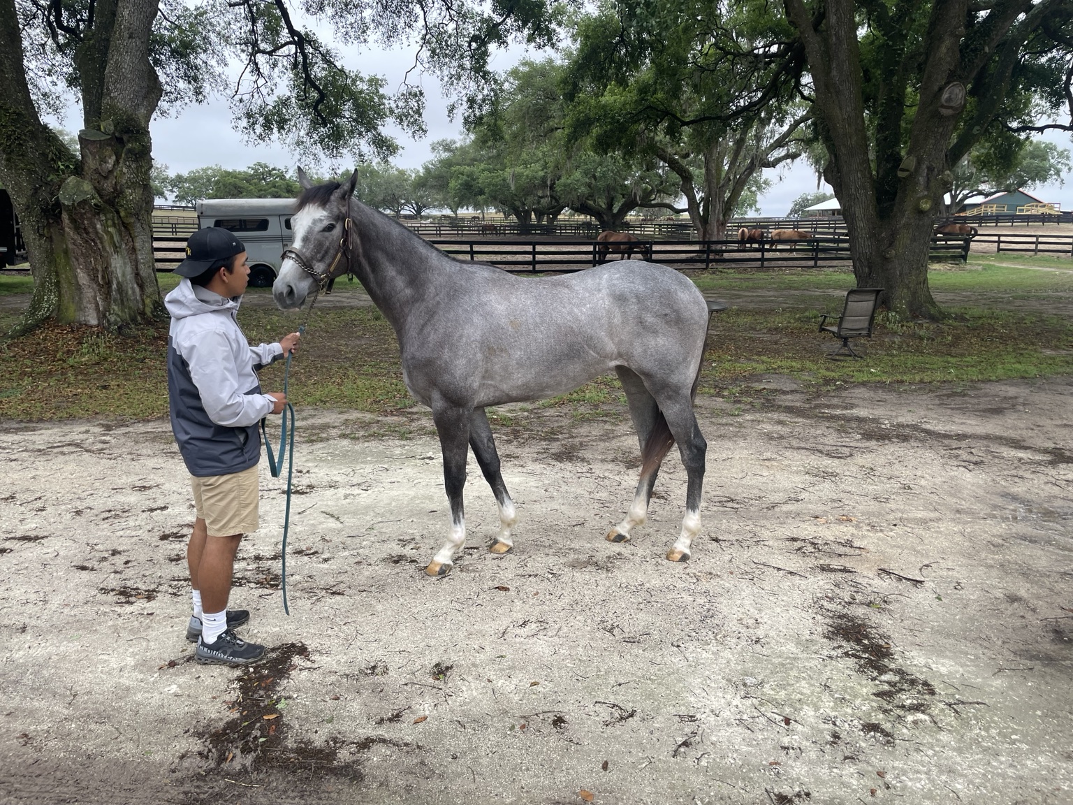 Hope Continually standing for a conformation look in Ocala
