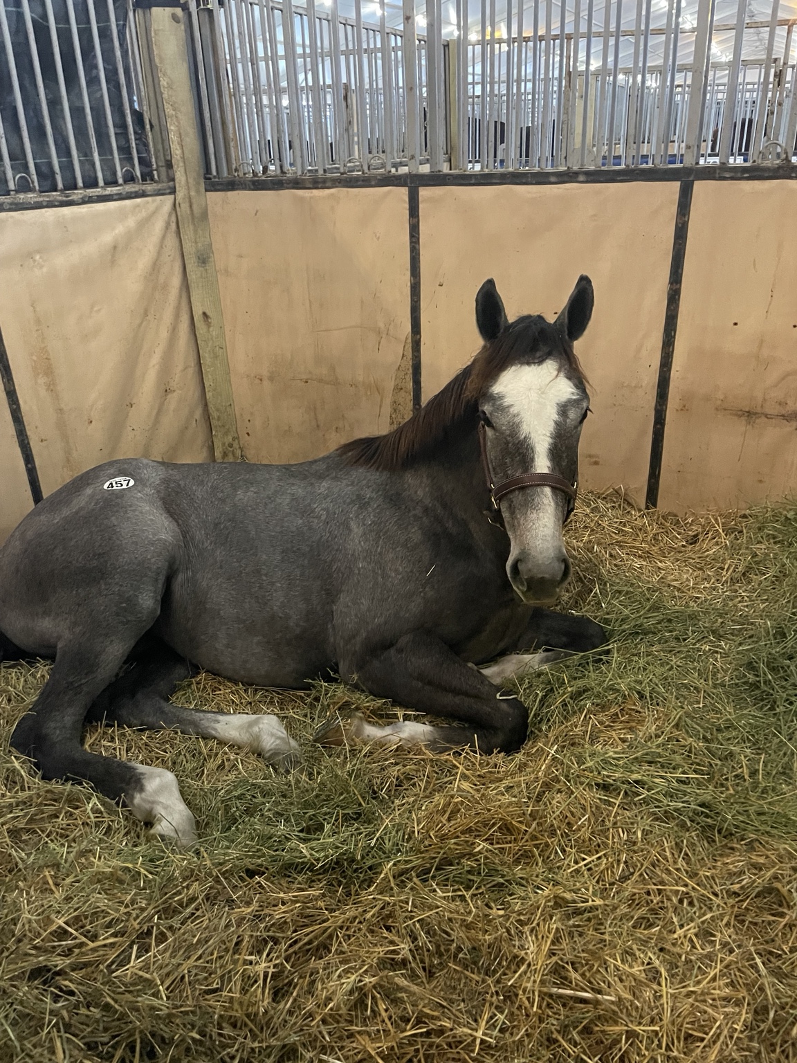 Hope Continually resting in her stall at the October sale