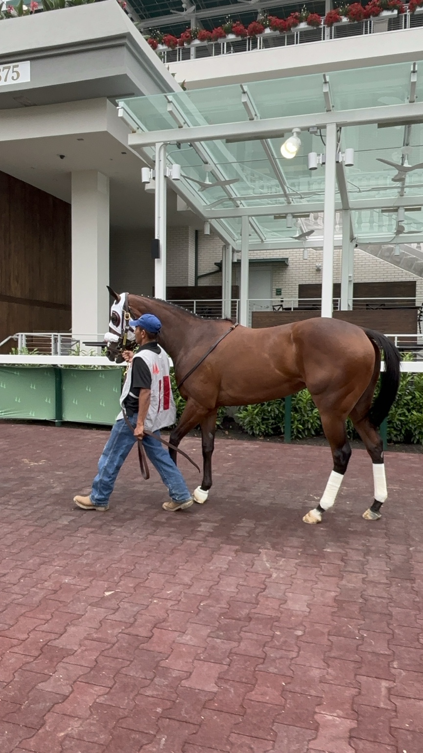 Kachow in the Churchill Downs paddock